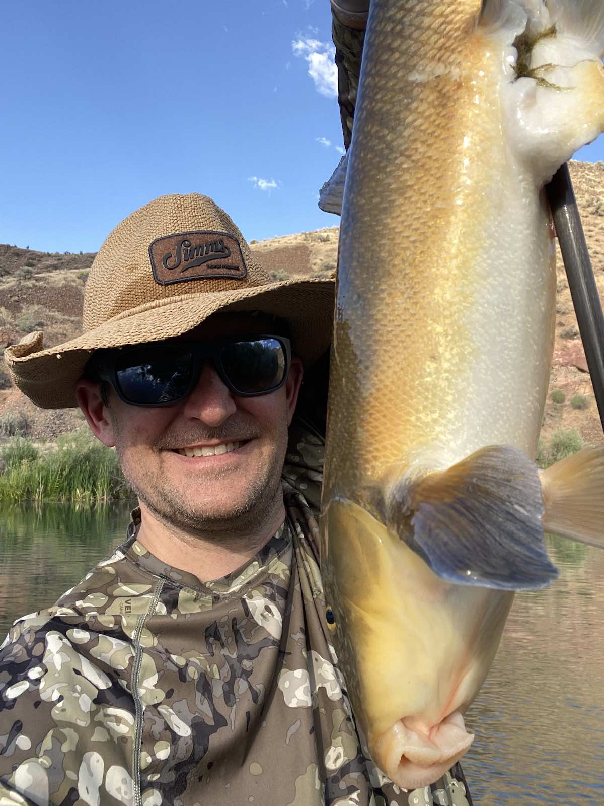 Huge largescale sucker (Catostomus macrocheilus) shot while bowfishing