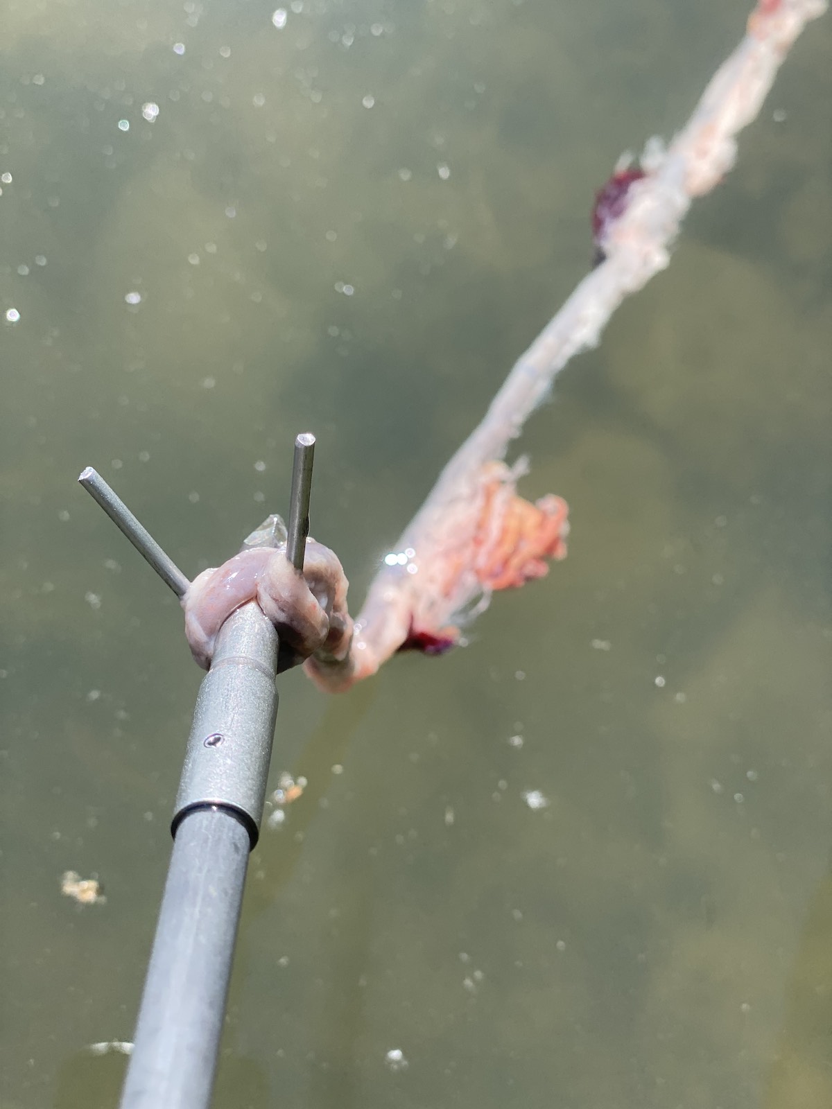 Sucker intestines on bowfishing arrow after fish escapes
