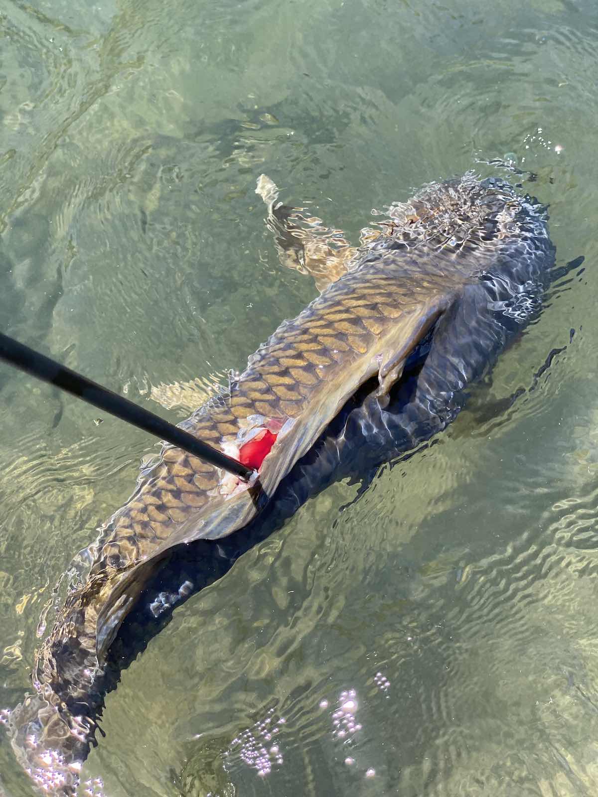 Pulling in the first carp I shot while bowfishing