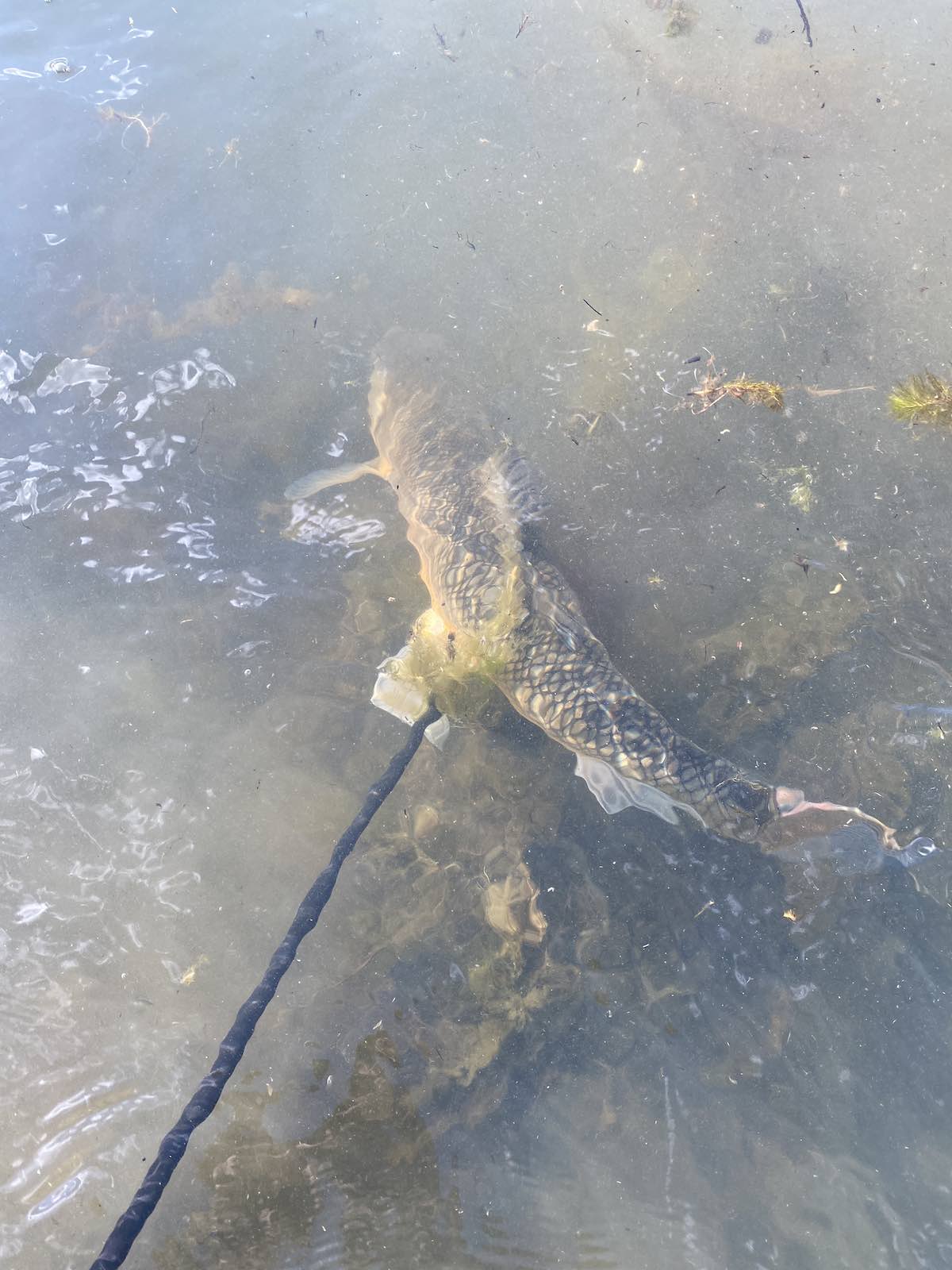 Largescale sucker (Catostomus macrocheilus) shot while bowfishing