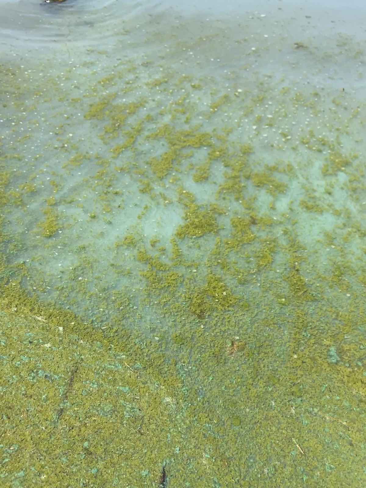 Algae growth on the water's surface