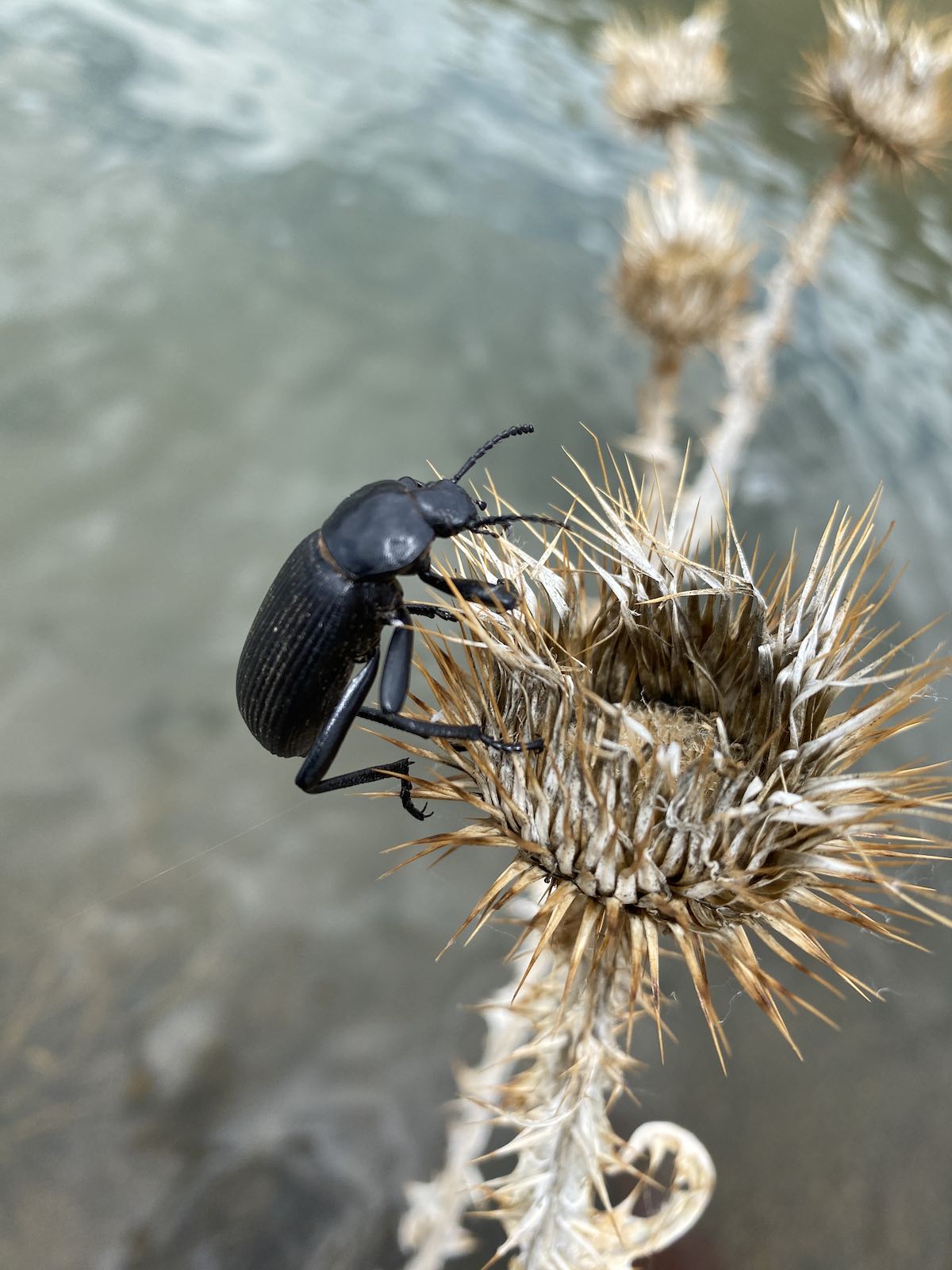 Beetle on riverside plant stalk