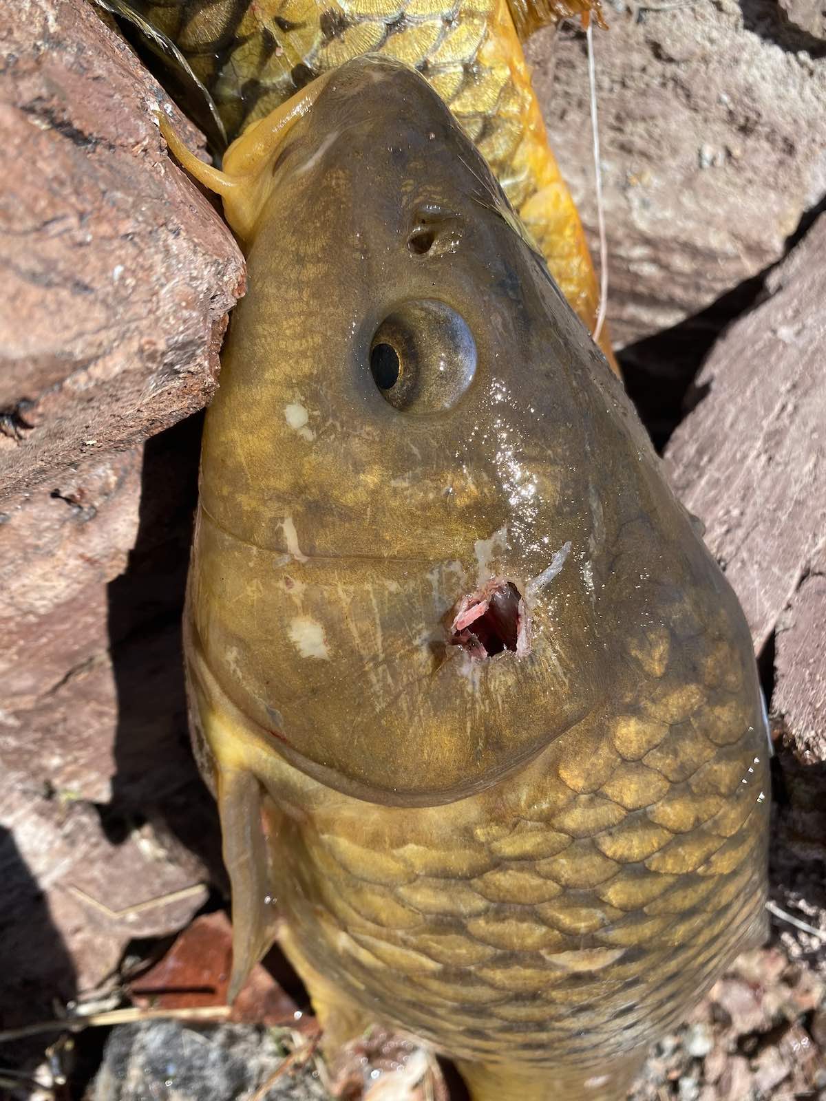 Close-up picture of carp headshot with bowfishing arrow