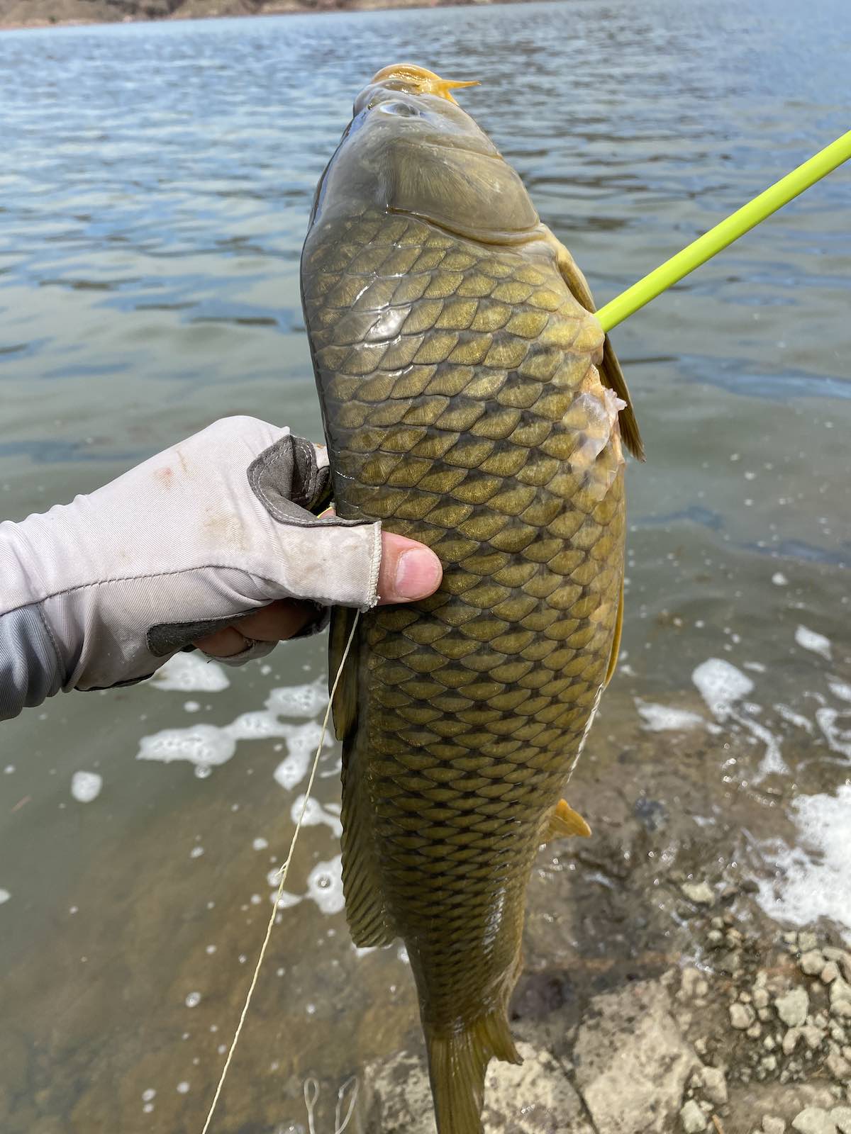 Common carp shot with bowfishing arrow in reservoir