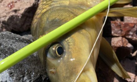 One Carp Amidst Algae Blooms