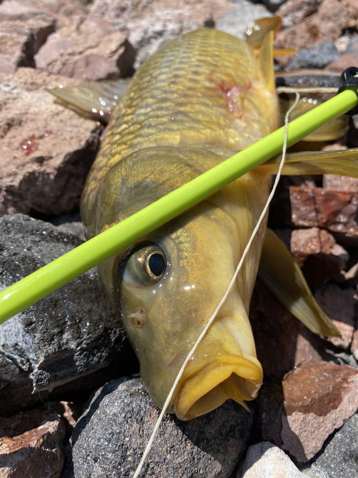 Carp shot while bowfishing