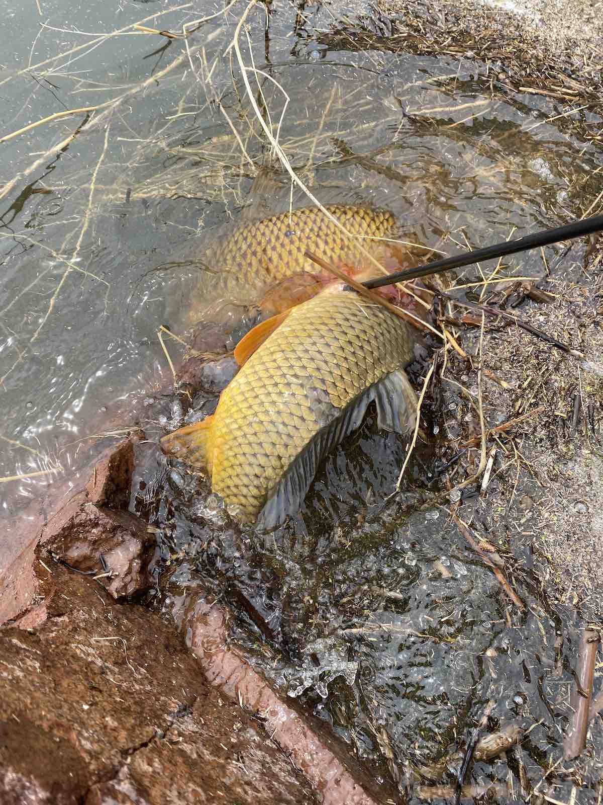 View of carp bowfishing two fish shot with one arrow