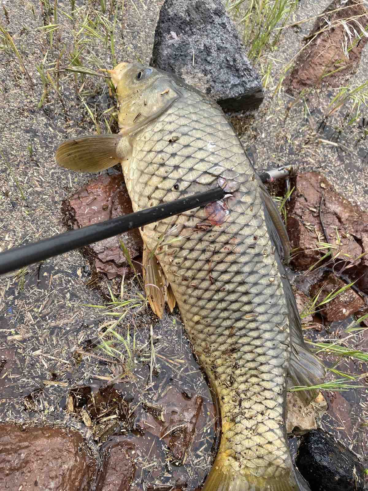 First bowfishing carp of 2023 season shot through side