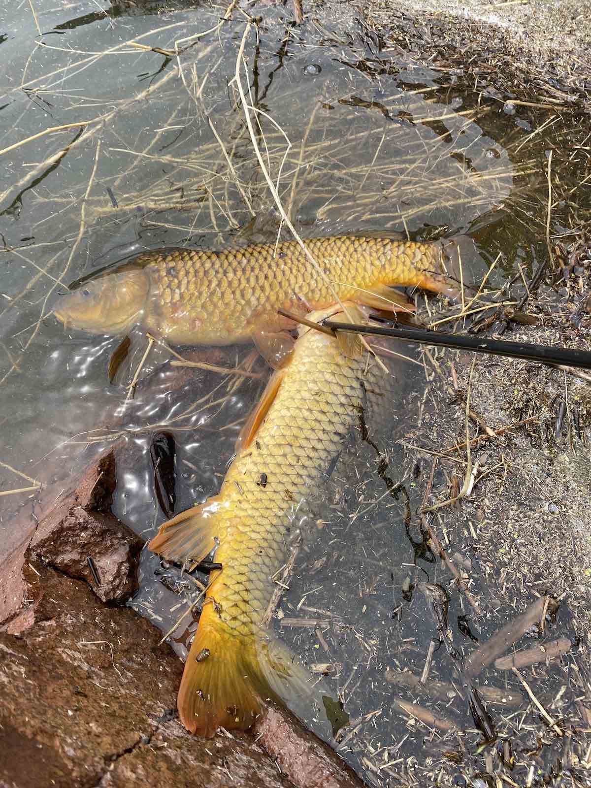 First carp bowfishing twofer shot!