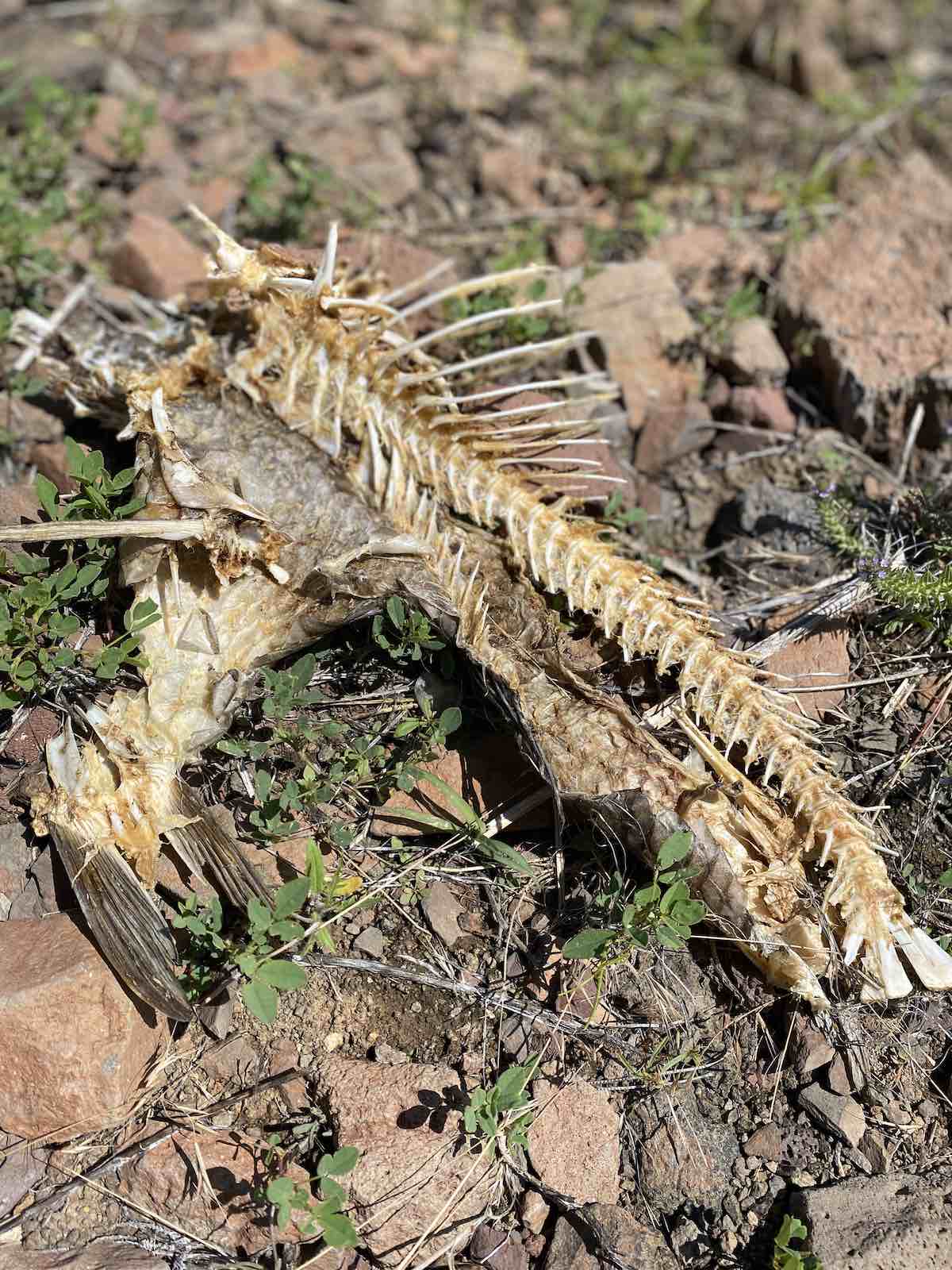 Carcass of common carp