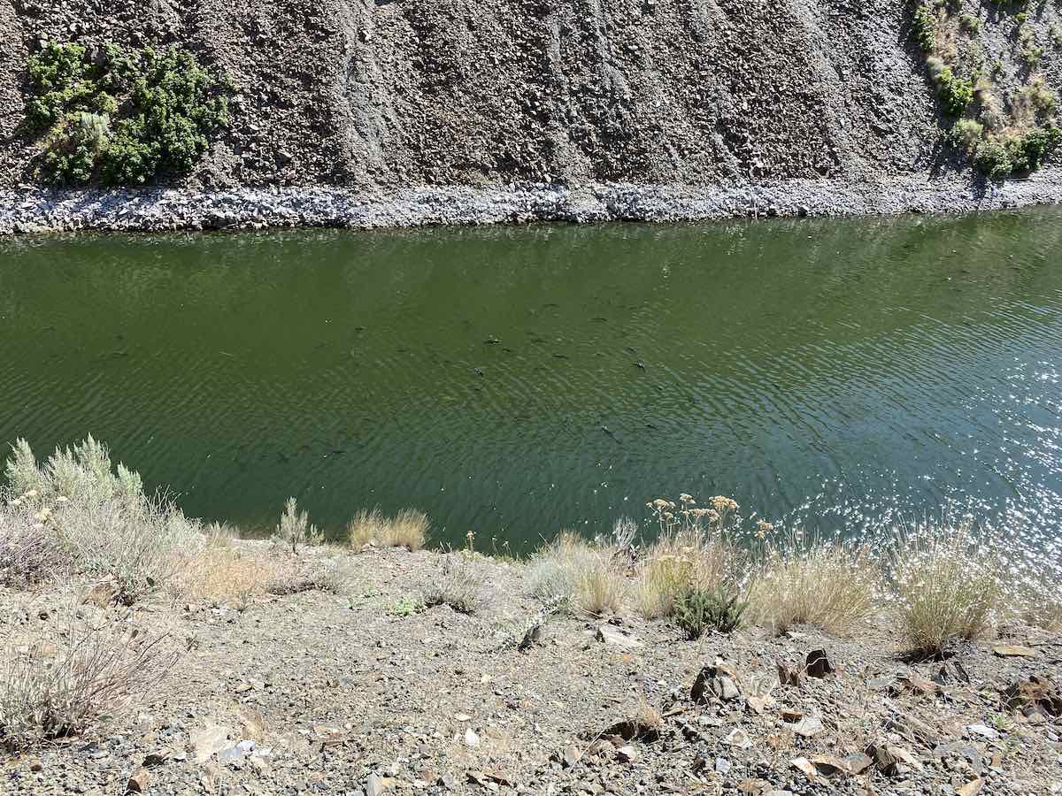 Carp congregating in cove to spawn