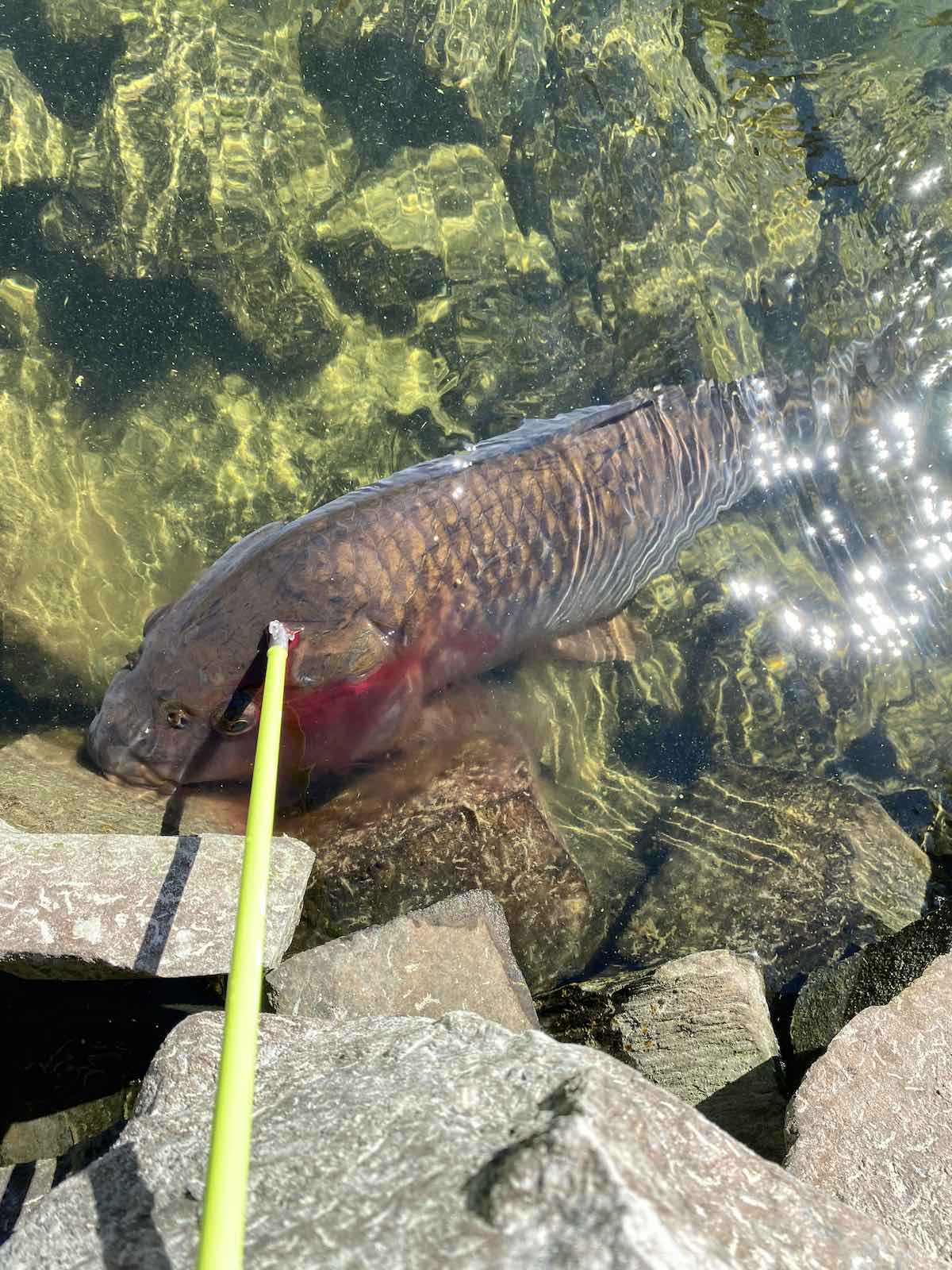 Carp headshot with muzzy arrow