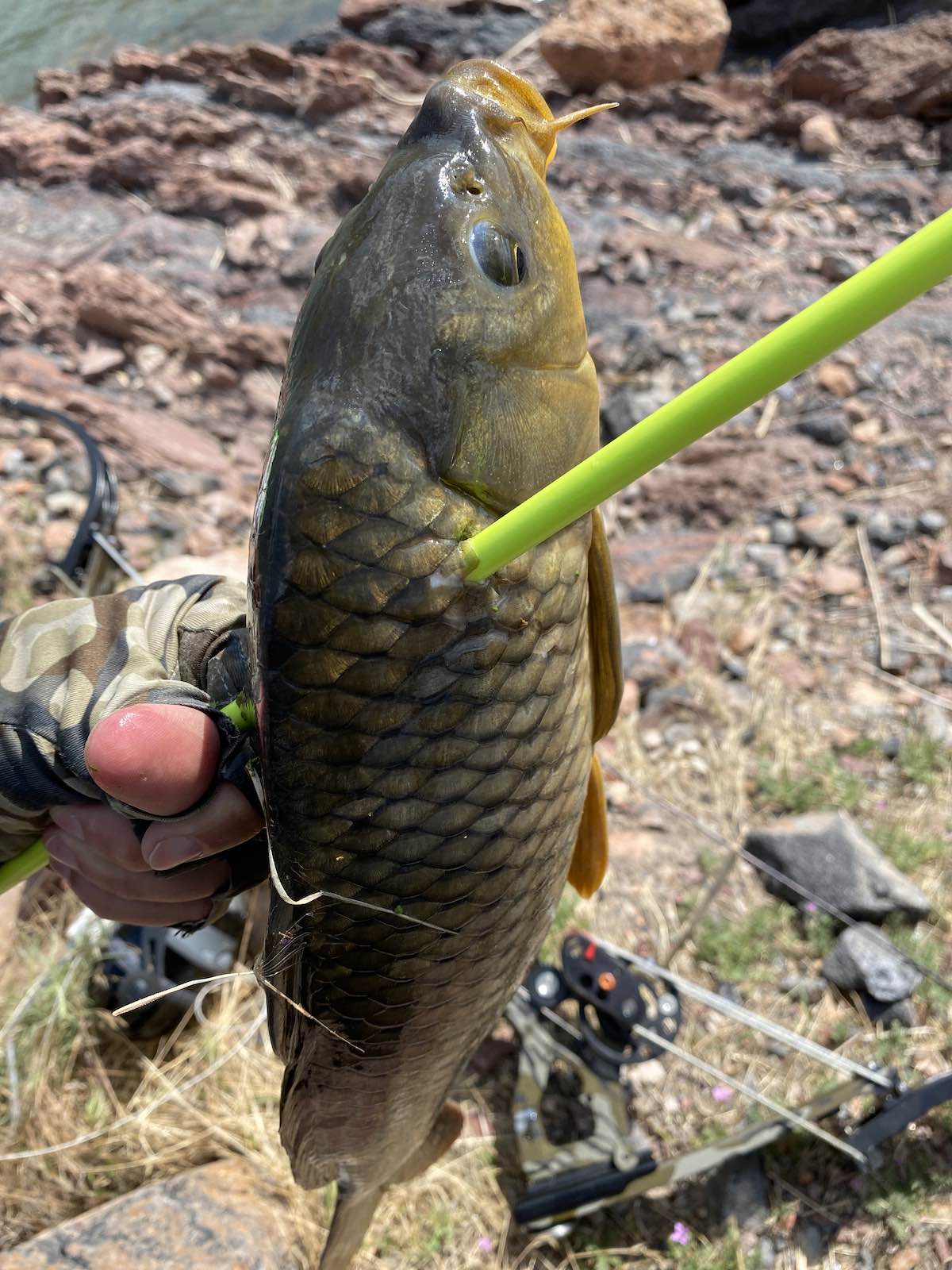 Common carp shot bowfishing