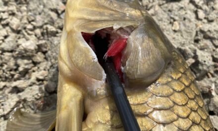 A Cloud of Carp Blood