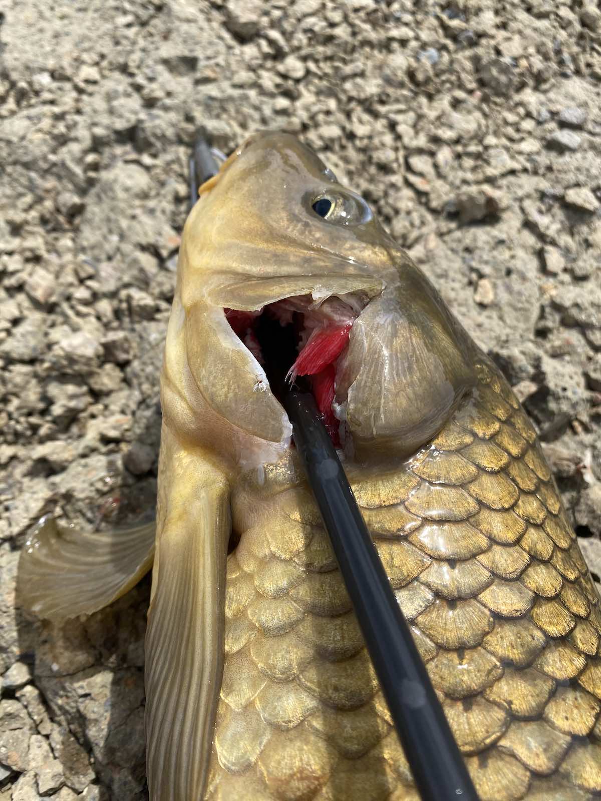Common carp shot through gill plate with bowfishing arrow