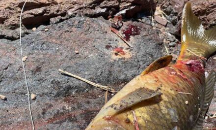 Bowfishing for Carp in Algae Covered Waters