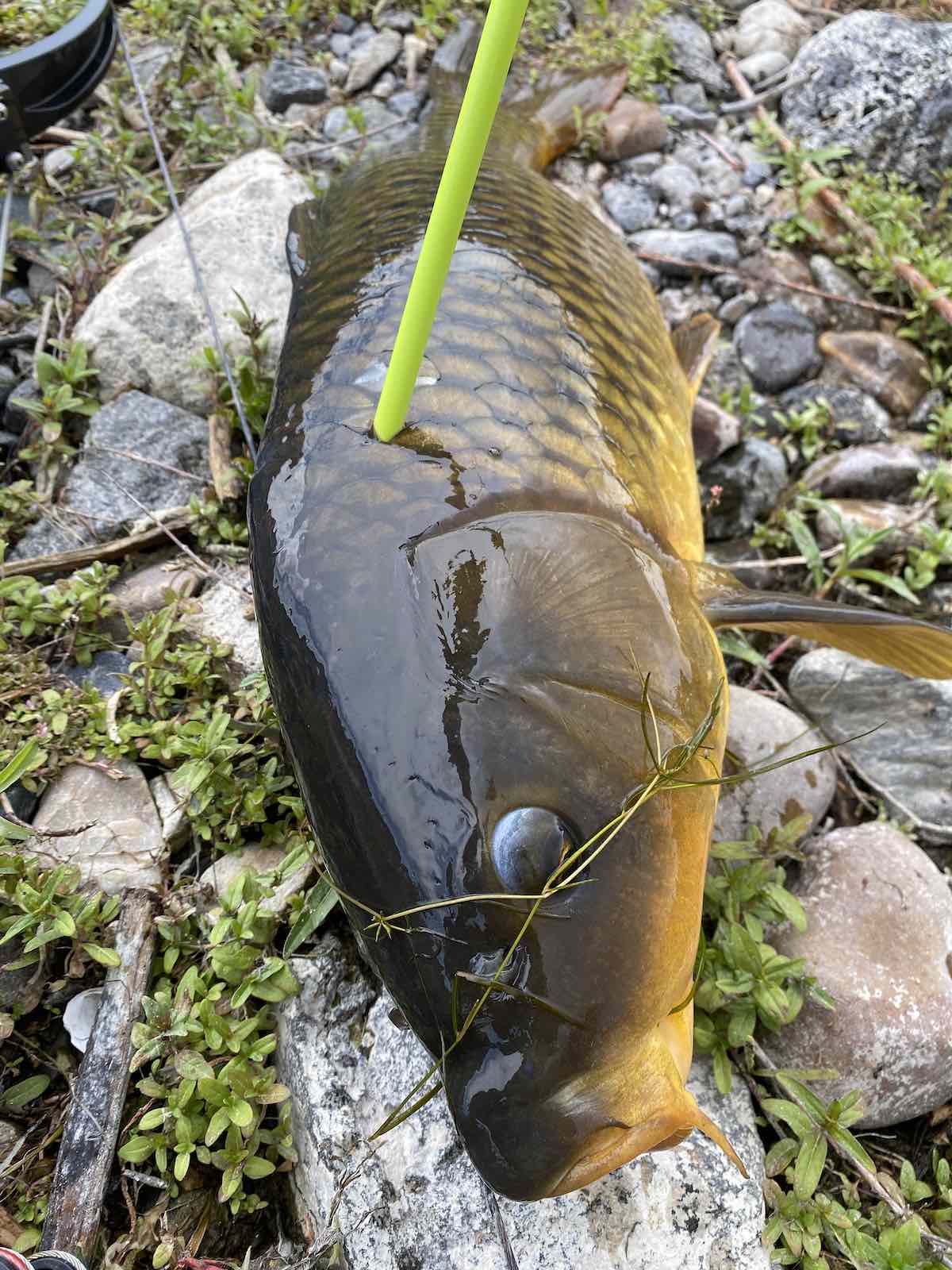 Close up of common carp with bowfishing arrow