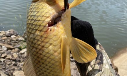 Bowfishing for Carp on a Steep Shoreline