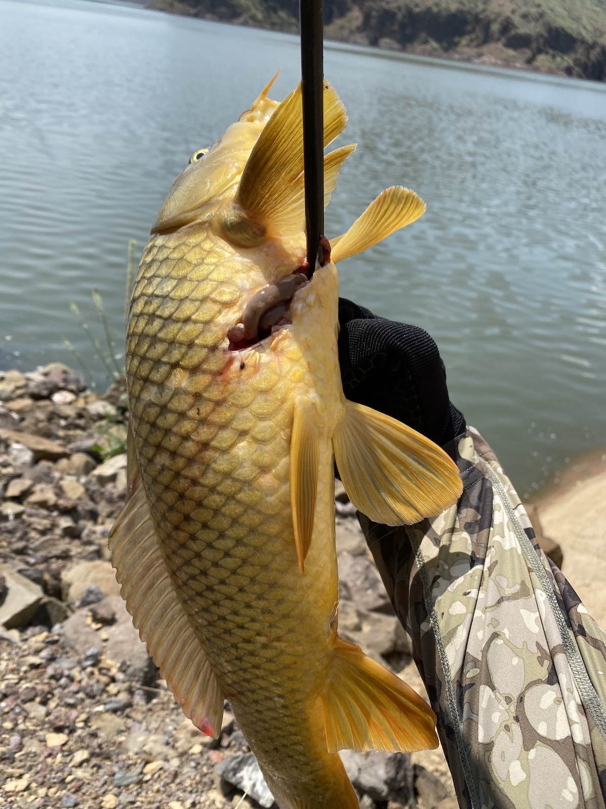 Common carp with bowfishing arrow through its side