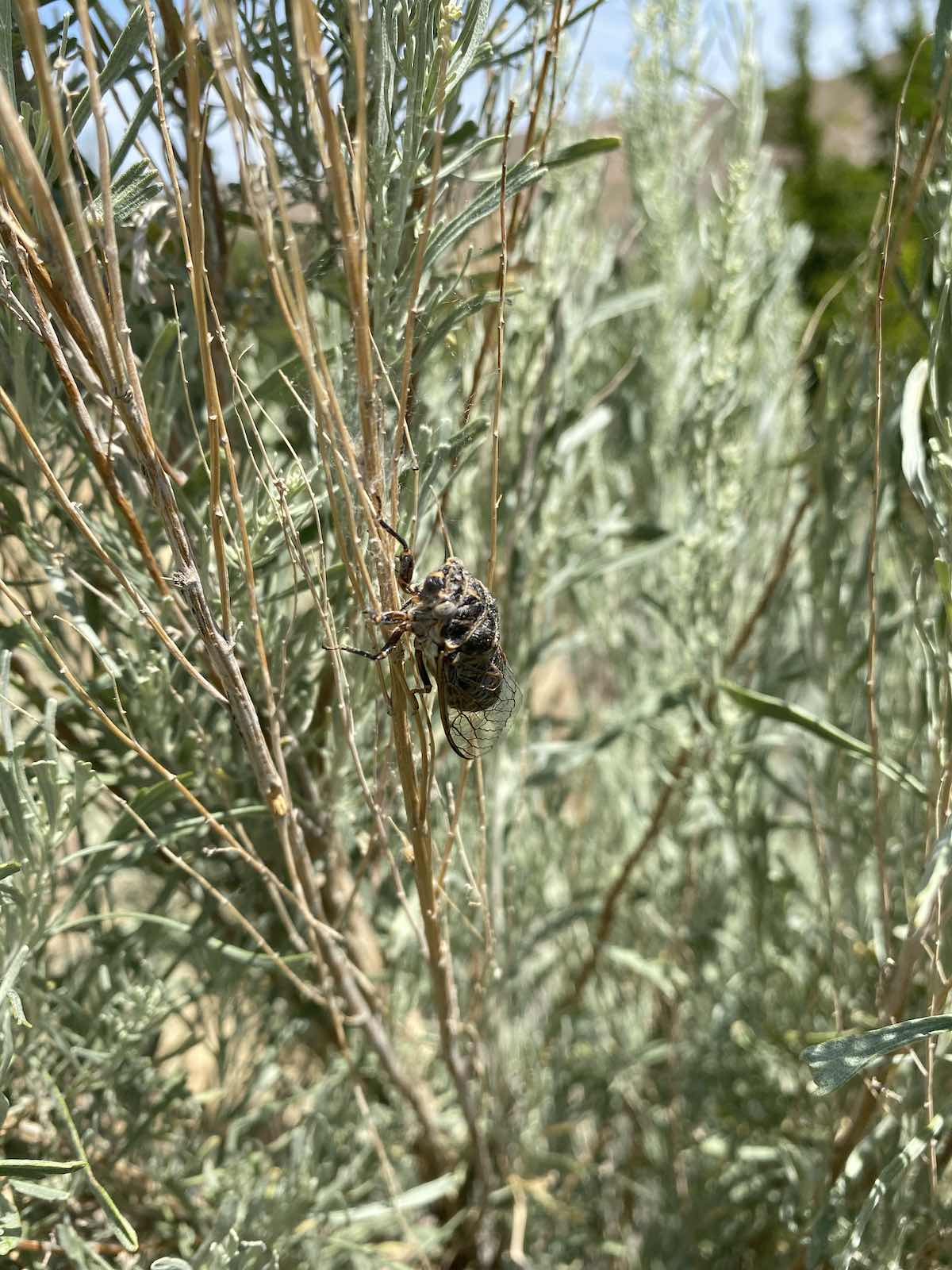 Picture of buzzing cicada insect