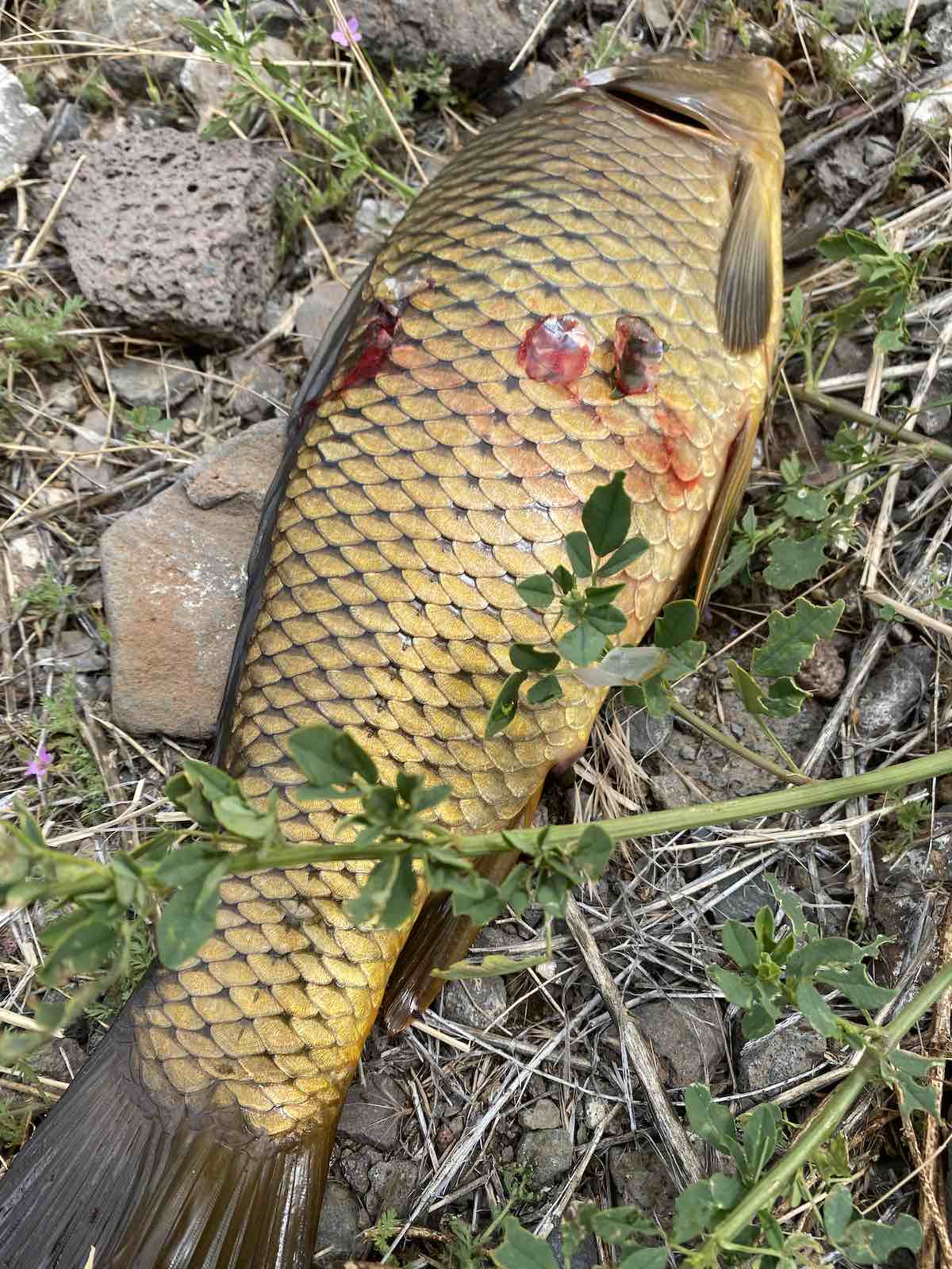 Fat common carp shot with bow and arrow