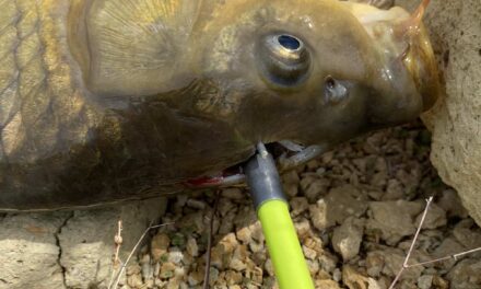 A Carp Headshot and a New Muzzy Reel