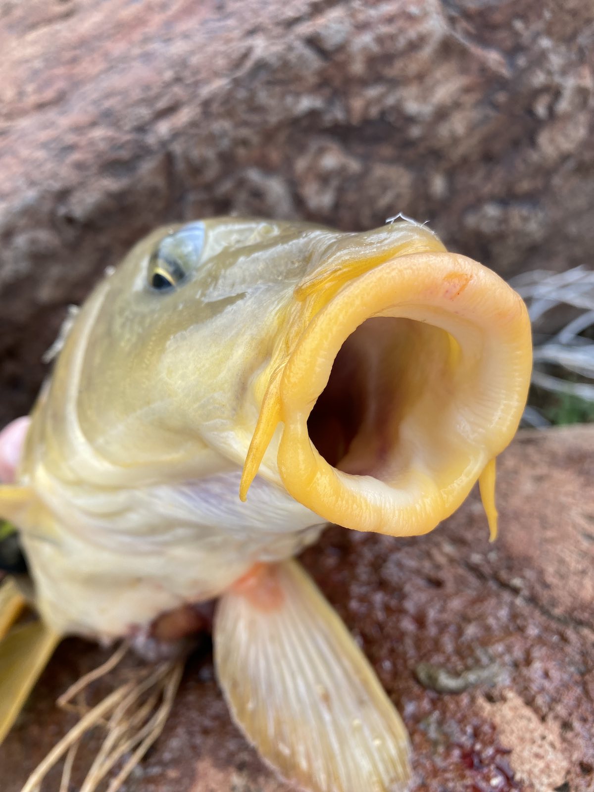 Huge common carp mouth