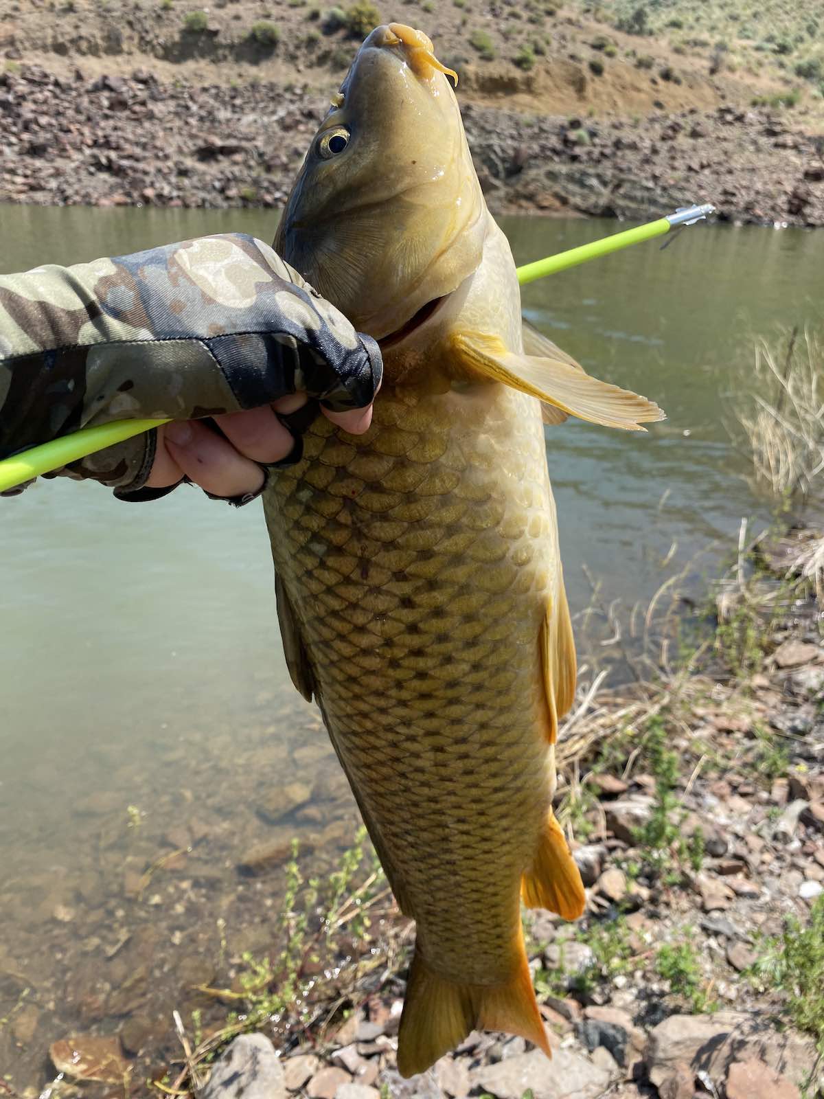 Common carp shot through right side