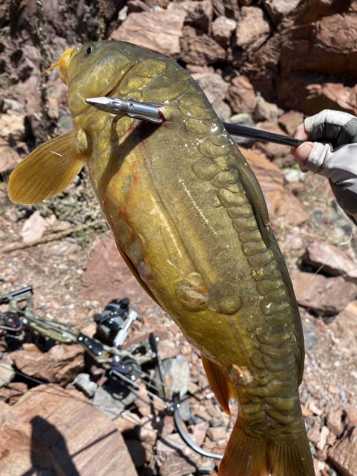 First mirror carp shot while bowfishing