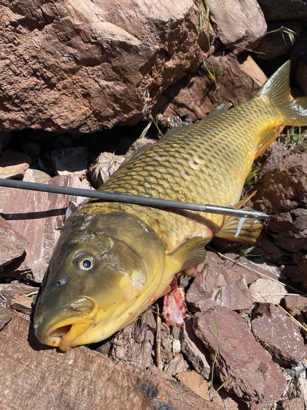 Carp shot while bowfishing in May 2023