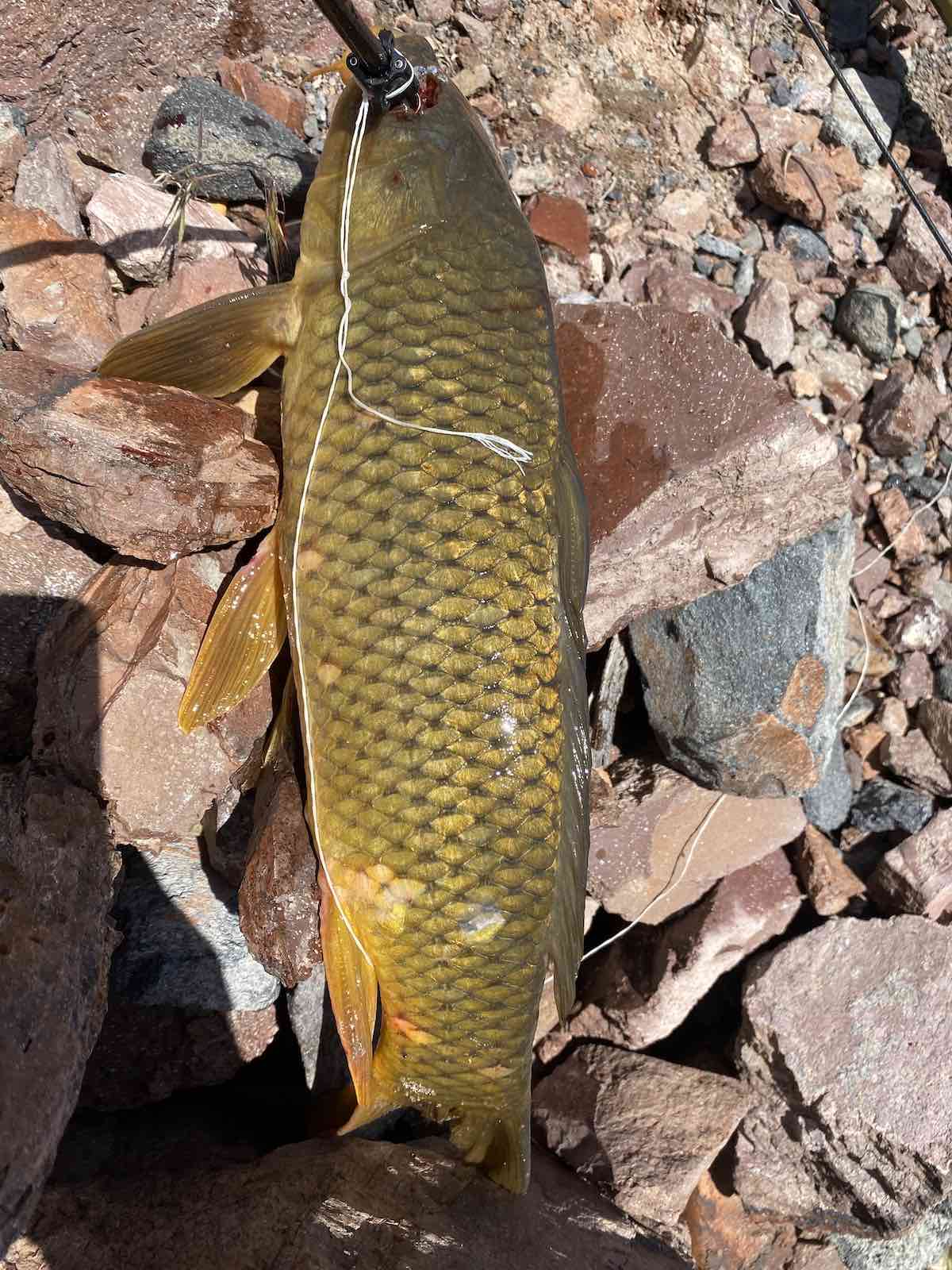 Carp shot through eye socket with bowfishing arrow