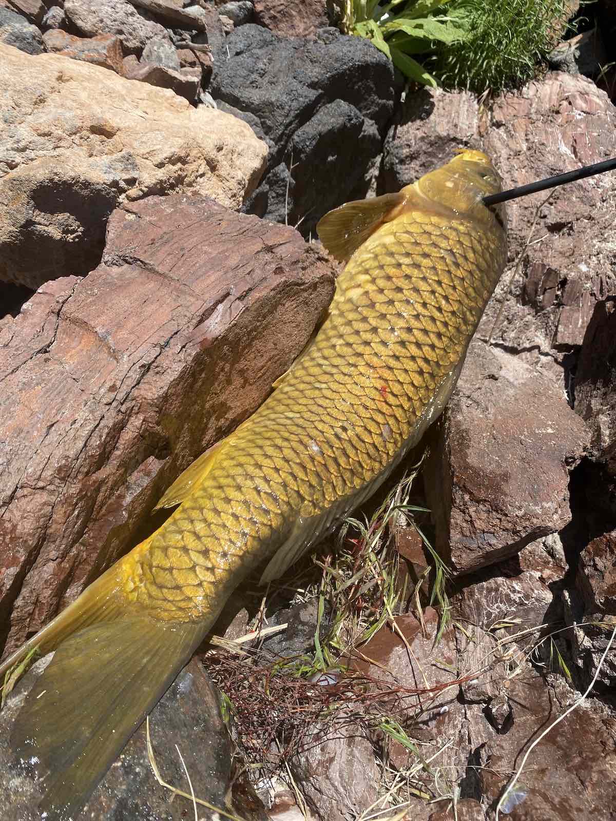 Massive carp headshot with bowfishing arrow