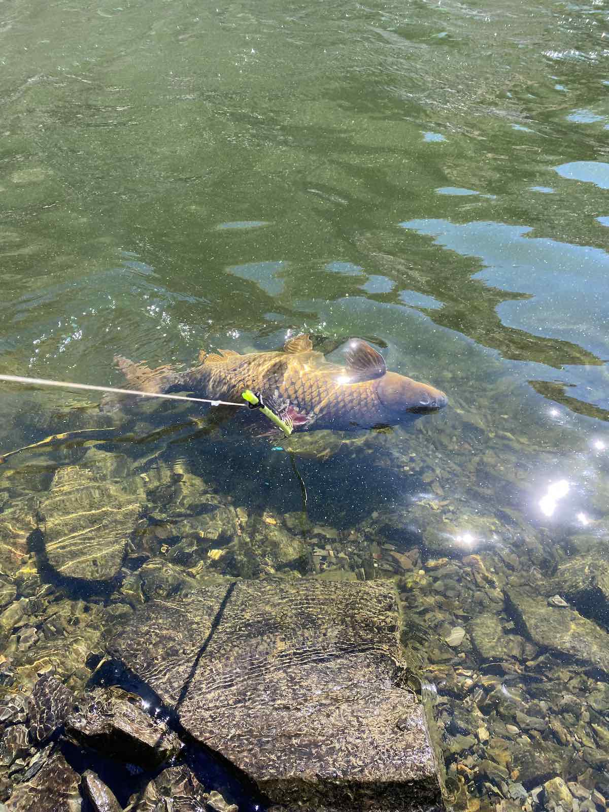 Reeling in carp during bowfishing outing