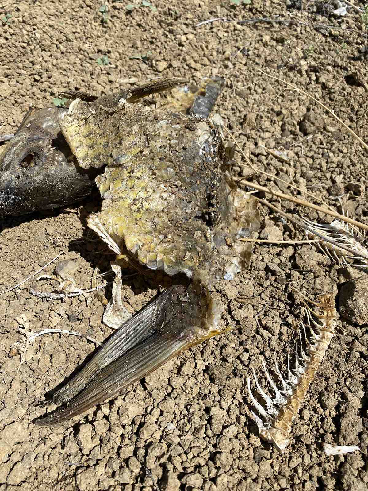 Remnants of carp after bowfishing