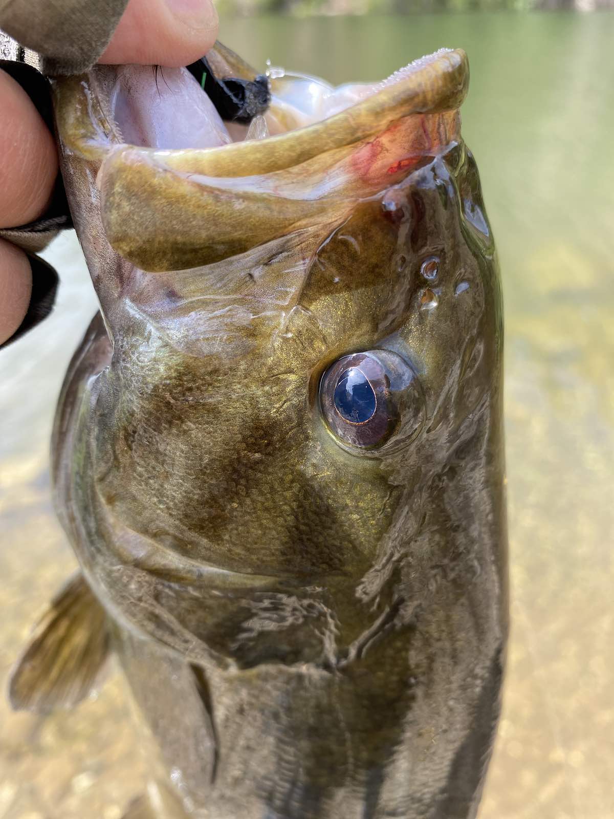 Smallmouth bass caught in reservoir